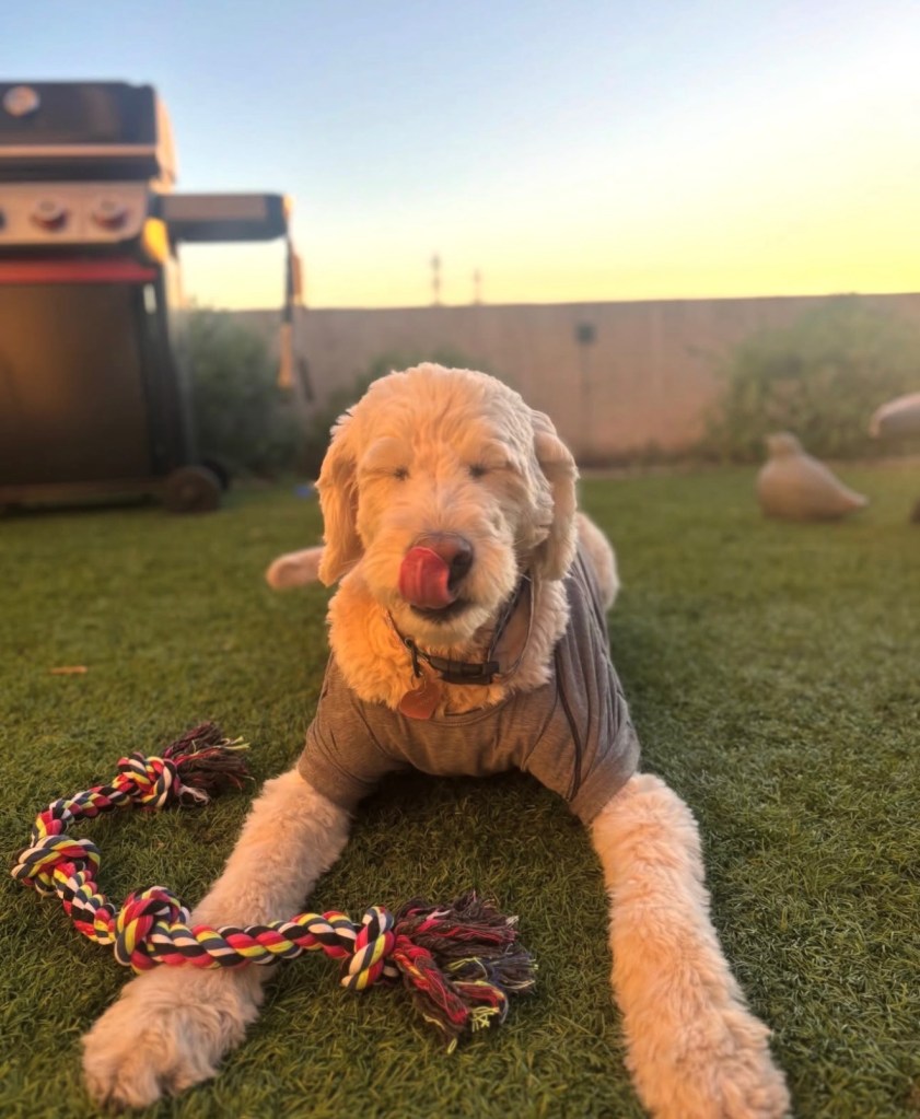 Goldie Rose Young, golden doodle, Chief Morale Officer